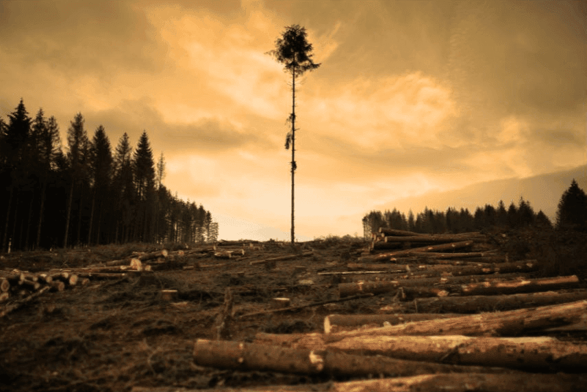 The Brazilian Supreme Court and the Climate Fund Case